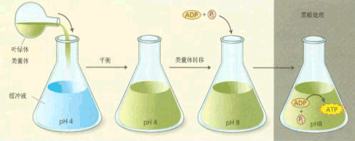 原初反应使光系统的反应中心发生电荷分离,产生的高能电子推动着光合