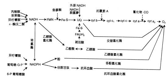 图 5-15呼吸链电子传递多条途径